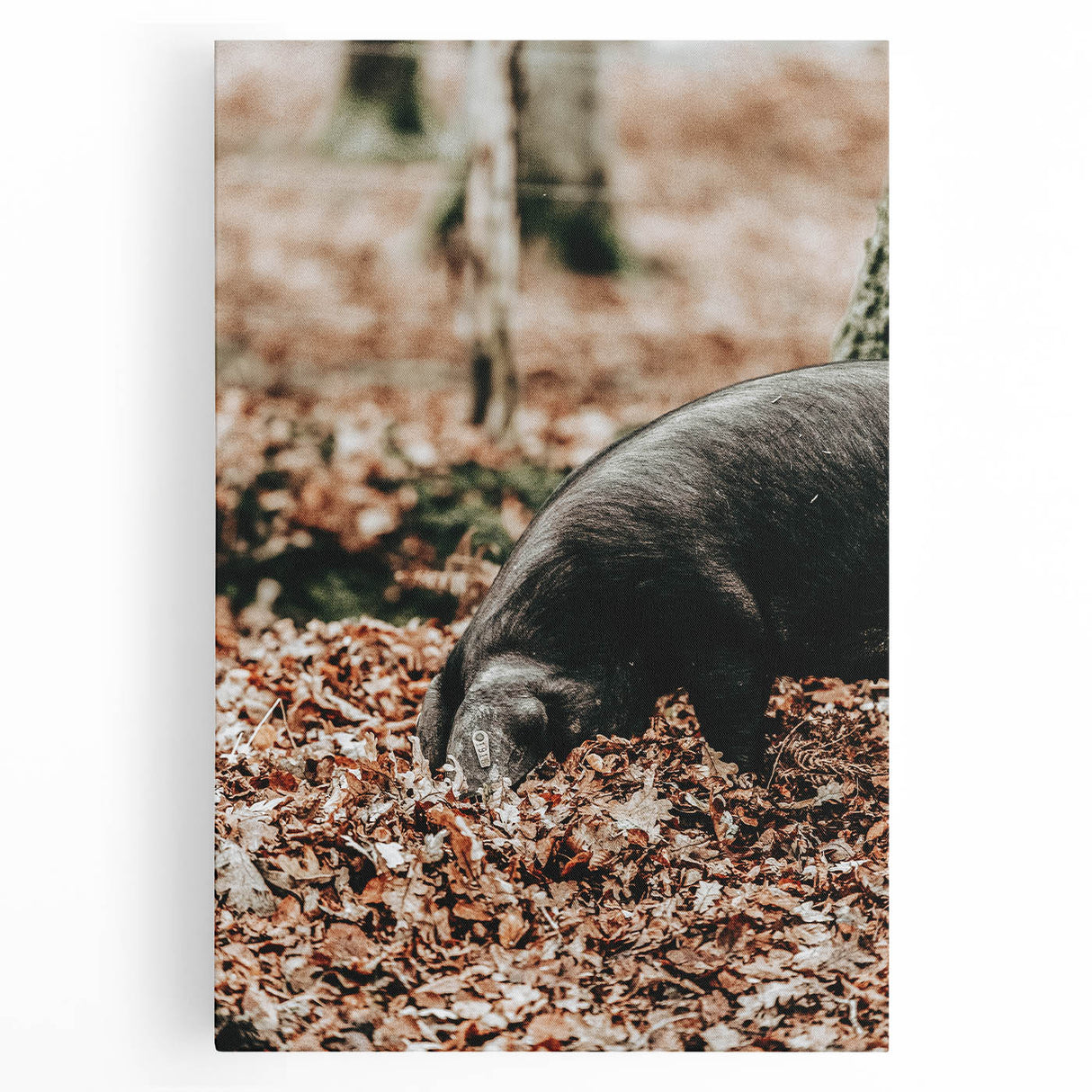 Farmhouse Wall Art - Pig Foraging in Autumn Leaves with Rustic Charm