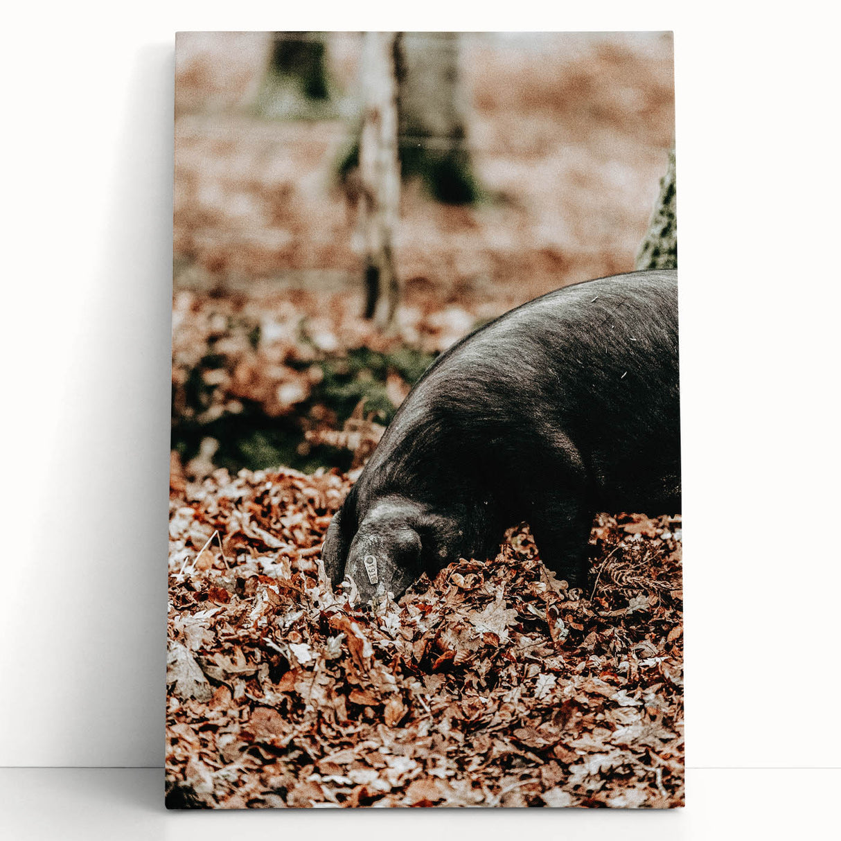 Farmhouse Wall Art - Pig Foraging in Autumn Leaves with Rustic Charm