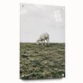 Farmhouse Wall Art - Grazing Sheep in Open Field with Rustic Charm