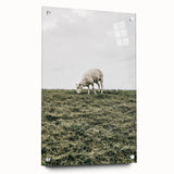 Farmhouse Wall Art - Grazing Sheep in Open Field with Rustic Charm