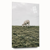 Farmhouse Wall Art - Grazing Sheep in Open Field with Rustic Charm