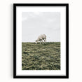 Farmhouse Wall Art - Grazing Sheep in Open Field with Rustic Charm