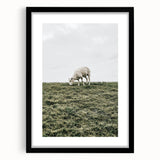 Farmhouse Wall Art - Grazing Sheep in Open Field with Rustic Charm