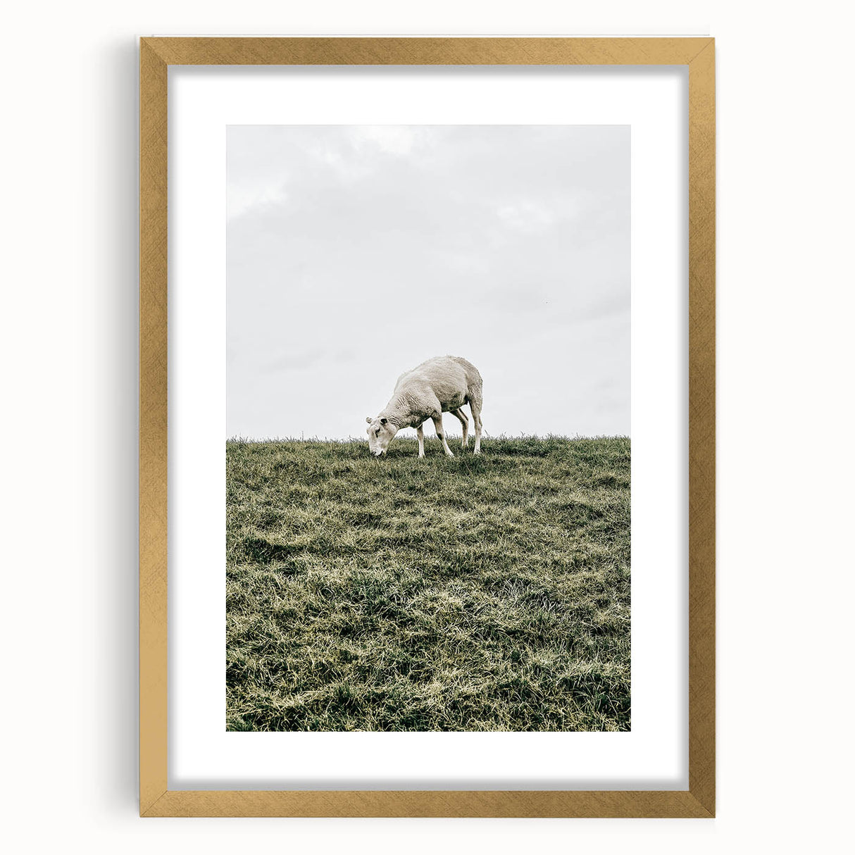 Farmhouse Wall Art - Grazing Sheep in Open Field with Rustic Charm