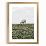 Farmhouse Wall Art - Grazing Sheep in Open Field with Rustic Charm