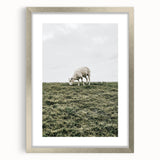 Farmhouse Wall Art - Grazing Sheep in Open Field with Rustic Charm