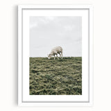 Farmhouse Wall Art - Grazing Sheep in Open Field with Rustic Charm