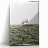 Farmhouse Wall Art - Grazing Sheep in Open Field with Rustic Charm