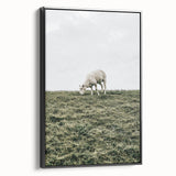 Farmhouse Wall Art - Grazing Sheep in Open Field with Rustic Charm