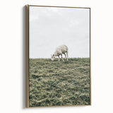 Farmhouse Wall Art - Grazing Sheep in Open Field with Rustic Charm