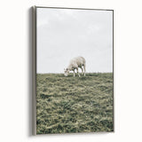 Farmhouse Wall Art - Grazing Sheep in Open Field with Rustic Charm