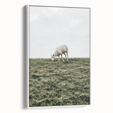 Farmhouse Wall Art - Grazing Sheep in Open Field with Rustic Charm