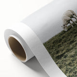 Farmhouse Wall Art - Grazing Sheep in Open Field with Rustic Charm