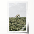 Farmhouse Wall Art - Grazing Sheep in Open Field with Rustic Charm