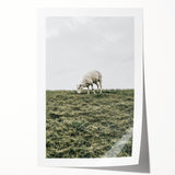 Farmhouse Wall Art - Grazing Sheep in Open Field with Rustic Charm