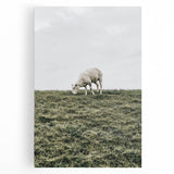 Farmhouse Wall Art - Grazing Sheep in Open Field with Rustic Charm