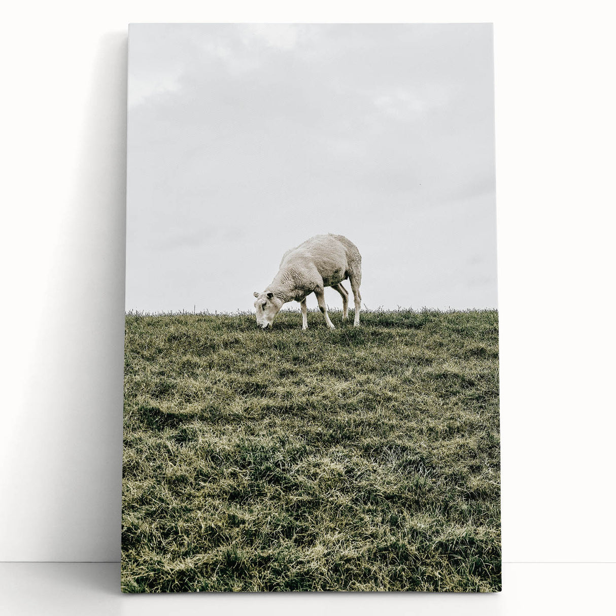 Farmhouse Wall Art - Grazing Sheep in Open Field with Rustic Charm