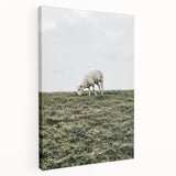 Farmhouse Wall Art - Grazing Sheep in Open Field with Rustic Charm