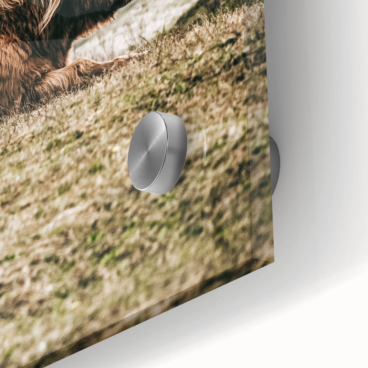 Highland Cow Wall Art – Rustic Farmhouse Nature-Inspired Decor Print