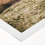 Highland Cow Wall Art – Rustic Farmhouse Nature-Inspired Decor Print