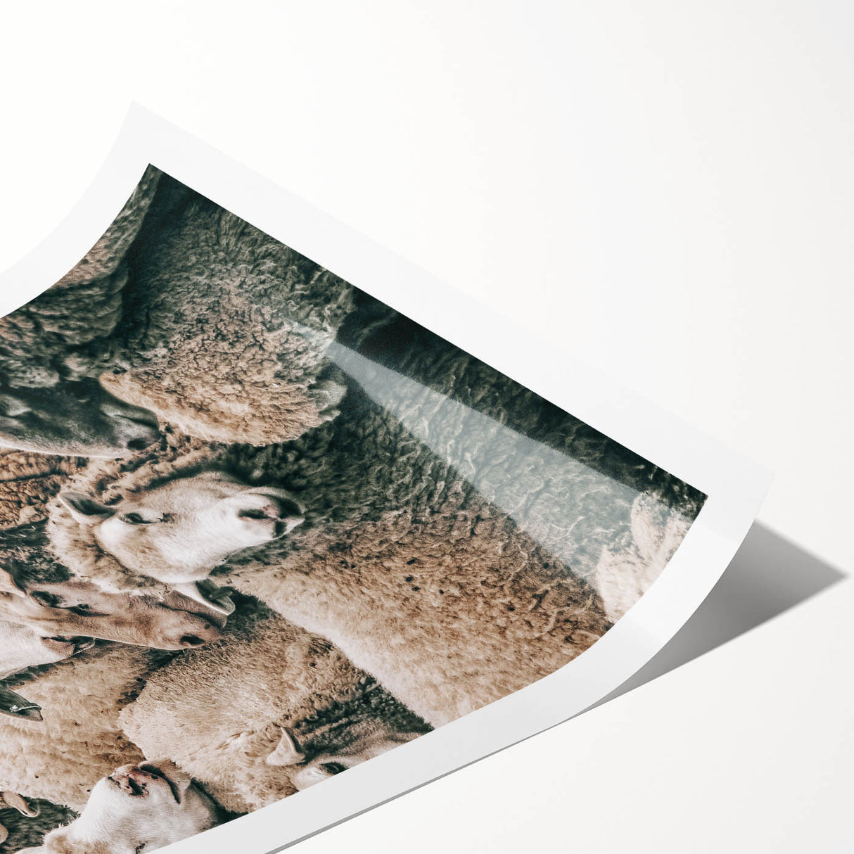 Sheep Herd Wall Art – Rustic Farmhouse Pastoral Country Decor Print