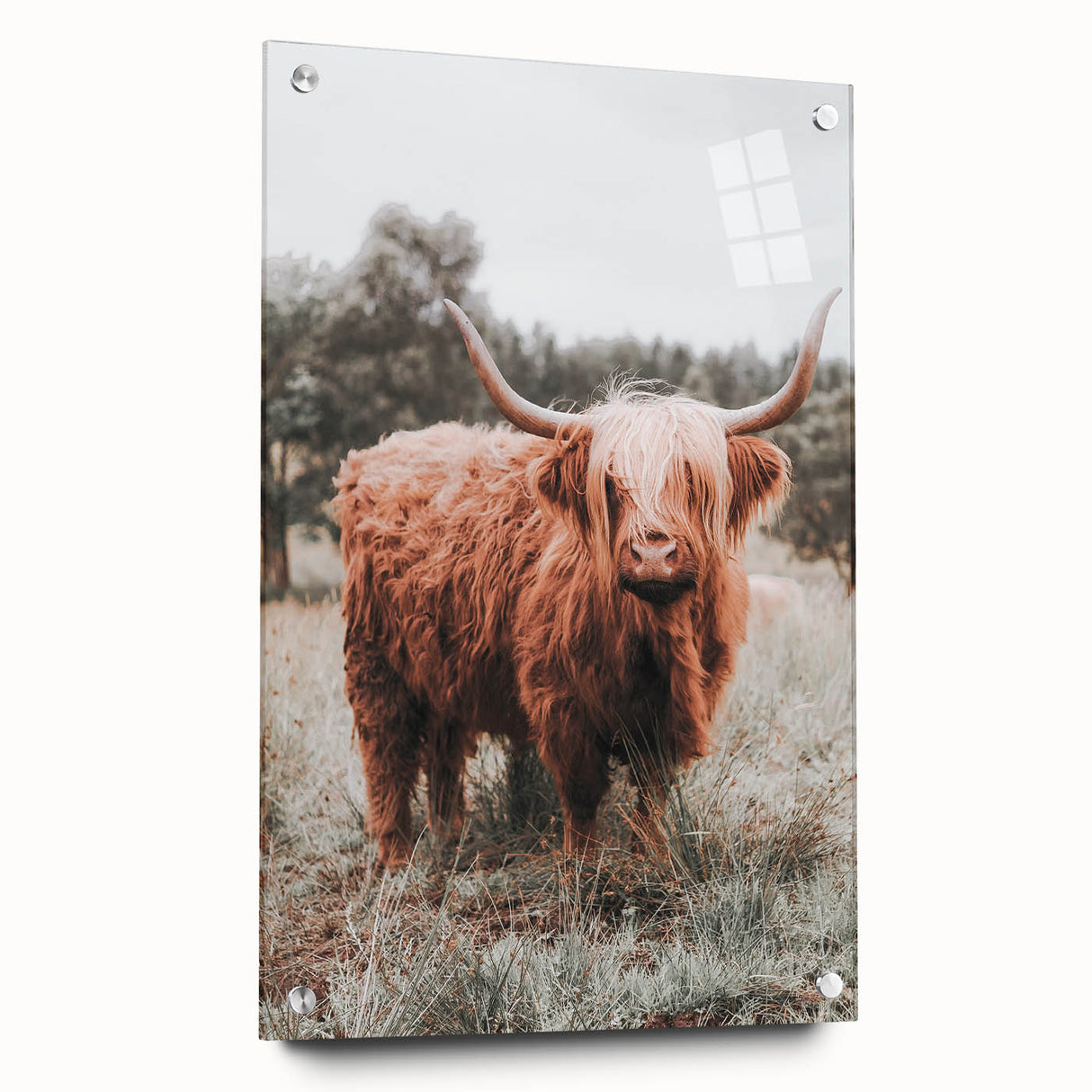 Rustic Farmhouse Wall Art - Highland Cow Country Style Decor Print