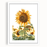 Farmhouse Wall Art - Vibrant Sunflower Print for Rustic Home Decor