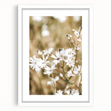 Farmhouse Wall Art - Soft White Daisies in Rustic Meadow Print