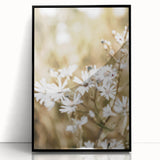 Farmhouse Wall Art - Soft White Daisies in Rustic Meadow Print