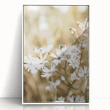 Farmhouse Wall Art - Soft White Daisies in Rustic Meadow Print