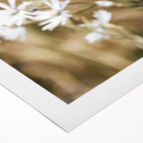 Farmhouse Wall Art - Soft White Daisies in Rustic Meadow Print