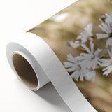Farmhouse Wall Art - Soft White Daisies in Rustic Meadow Print