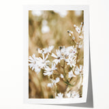 Farmhouse Wall Art - Soft White Daisies in Rustic Meadow Print