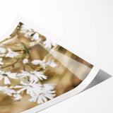 Farmhouse Wall Art - Soft White Daisies in Rustic Meadow Print