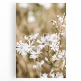 Farmhouse Wall Art - Soft White Daisies in Rustic Meadow Print