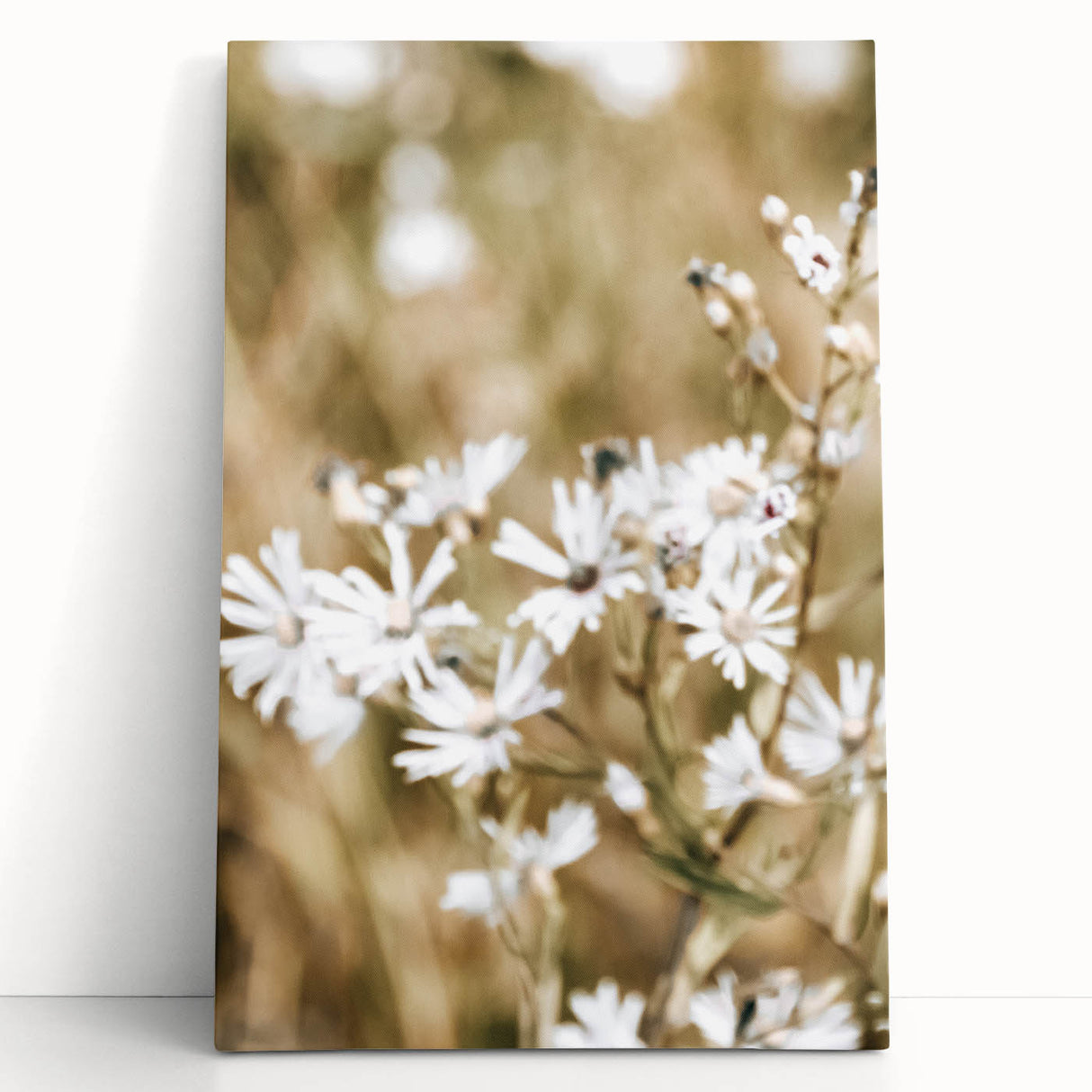 Farmhouse Wall Art - Soft White Daisies in Rustic Meadow Print