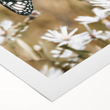 Farmhouse Wall Art - Butterfly on White Flowers in Rustic Meadow Print