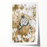 Farmhouse Wall Art - Butterfly on White Flowers in Rustic Meadow Print