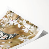 Farmhouse Wall Art - Butterfly on White Flowers in Rustic Meadow Print