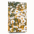 Farmhouse Wall Art - Bright Sunlit Daisies in Rustic Meadow Print