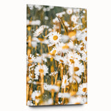 Farmhouse Wall Art - Bright Sunlit Daisies in Rustic Meadow Print