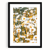 Farmhouse Wall Art - Bright Sunlit Daisies in Rustic Meadow Print