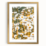Farmhouse Wall Art - Bright Sunlit Daisies in Rustic Meadow Print