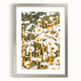 Farmhouse Wall Art - Bright Sunlit Daisies in Rustic Meadow Print
