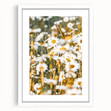 Farmhouse Wall Art - Bright Sunlit Daisies in Rustic Meadow Print