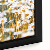 Farmhouse Wall Art - Bright Sunlit Daisies in Rustic Meadow Print