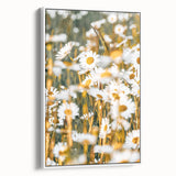 Farmhouse Wall Art - Bright Sunlit Daisies in Rustic Meadow Print