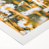 Farmhouse Wall Art - Bright Sunlit Daisies in Rustic Meadow Print