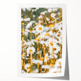 Farmhouse Wall Art - Bright Sunlit Daisies in Rustic Meadow Print