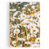 Farmhouse Wall Art - Bright Sunlit Daisies in Rustic Meadow Print